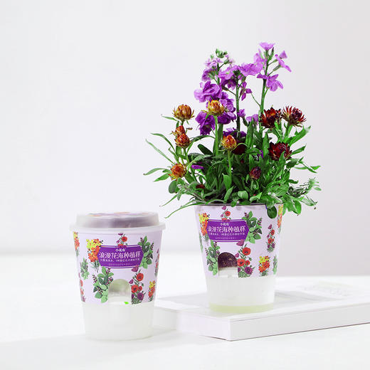 小花农自吸水系列农场盆栽植物观察发芽幼儿园儿童种植diy 商品图2