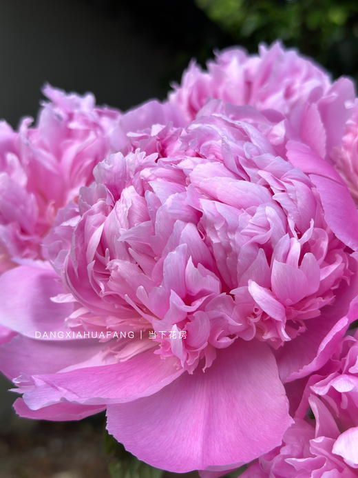 【AB级蓝富士芍药】5支/份 第二份减10元 商品图4