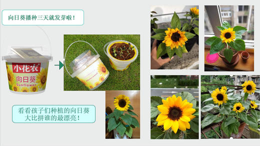 小花农栽培罐儿童玩具自动吸水盆DIY种子种植 商品图3
