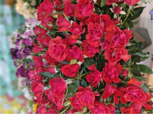 霓虹盼盼玫瑰花束（拼团） 商品图0