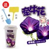小花农十二星座幸运花 创意益智手工DIY盆栽stem套装植物学生奖品 商品缩略图3