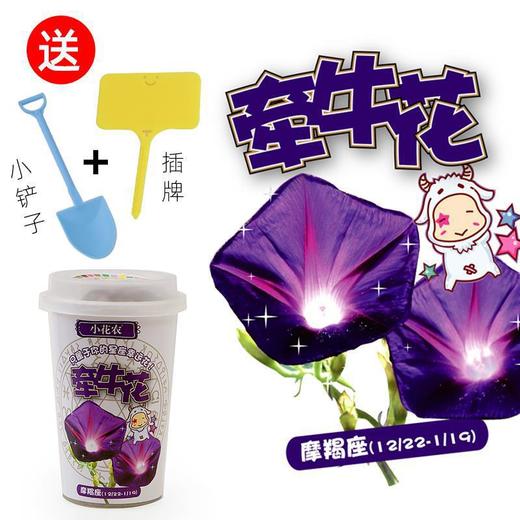 小花农十二星座幸运花 创意益智手工DIY盆栽stem套装植物学生奖品 商品图3