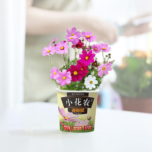 小花农春色满园DIY种植科普亲子互动玩具盆栽礼物 商品图2