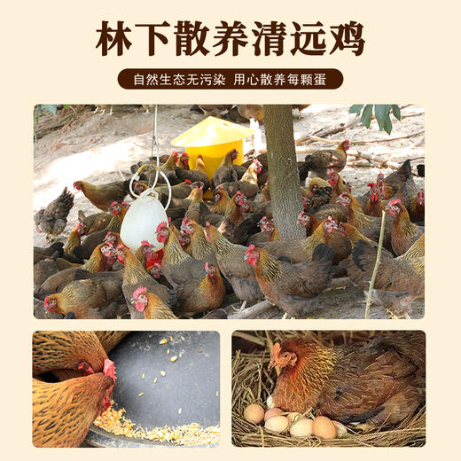 天农清远鸡鲜鸡蛋30枚 商品图6