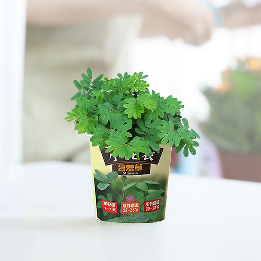 小花农春色满园DIY种植科普亲子互动玩具盆栽礼物 商品图3