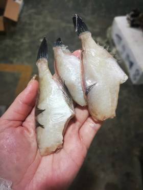 大连当地扒皮鱼 ，没有冰衣，去头去内脏去皮，适合炸着吃的鱼，小规格介意者慎拍，全国包邮
