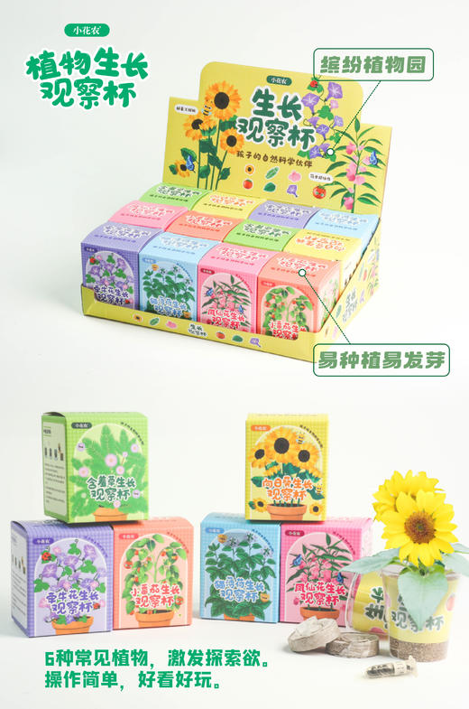 小花农植物观察杯儿童学生益智科教玩具蔬果植物花卉观察 商品图5