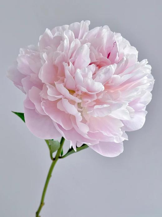 进口品种东方少女芍药花5支 商品图2