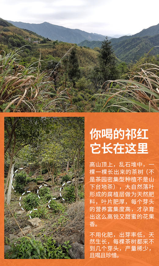 50克 祁门红茶 祁红眉尖 岭上高山 馥郁花果香 商品图5
