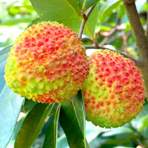 【肉如凝脂】海南妃子笑 500g/份 商品图3