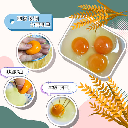 【加赠-产地直发 】真土鸡蛋——安徽大别山金寨散养土鸡蛋、金寨青脚麻鸡（小公鸡）、金寨青脚麻鸡（老母鸡），高山纯谷物真散养 无农残、无兽残、无沙门氏菌，达到可生食标准。 商品图3