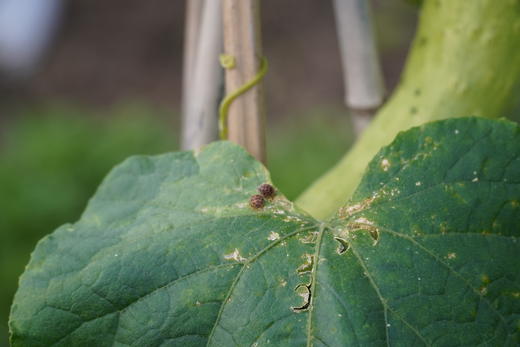 昆虫旅馆建造营 商品图6