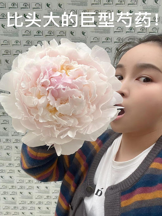 【预售！4.20起陆续发出】羞涩女王【你要有女王范，亦怀揣少女心】简小姐精选 大花头复色进口重瓣 2束包邮 顺丰空运 商品图10