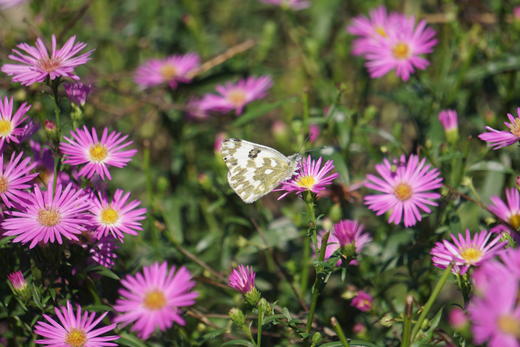昆虫旅馆建造营 商品图4