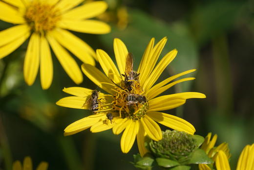昆虫旅馆建造营 商品图2