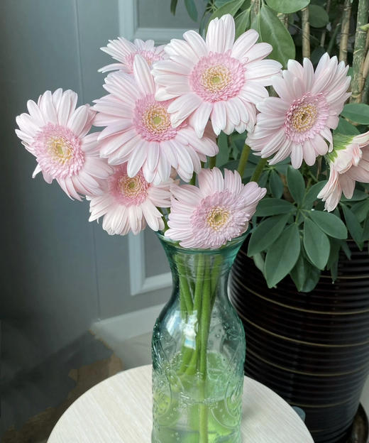 【迷你版】弗朗/非洲菊-华沙 约10枝/扎 商品图2