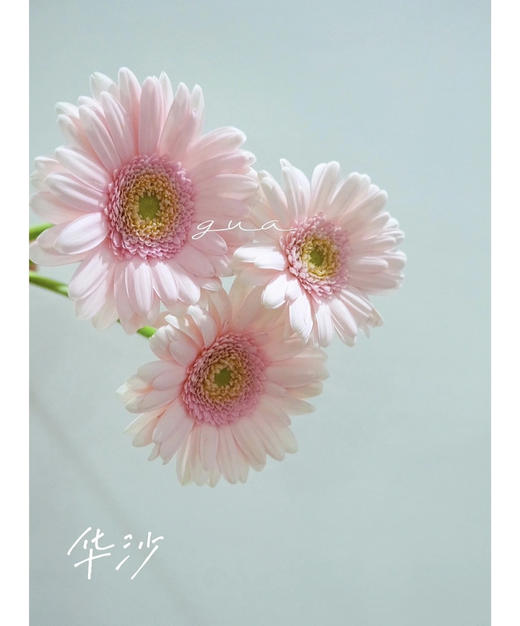 【迷你版】弗朗/非洲菊-华沙 约10枝/扎 商品图4