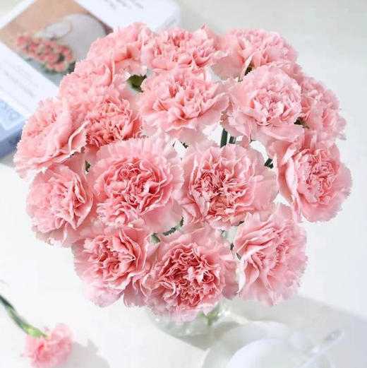 粉色康乃馨母爱的象征！把世间的柔情与浪漫都送给妈妈！一束20支 商品图0