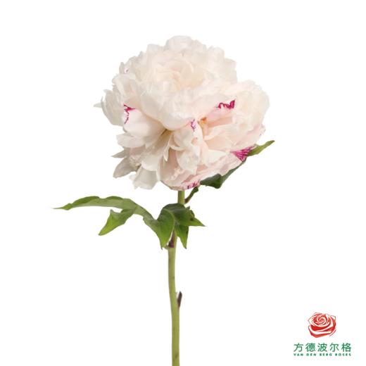 山东芍药 棒棒糖 5枝一扎 商品图5