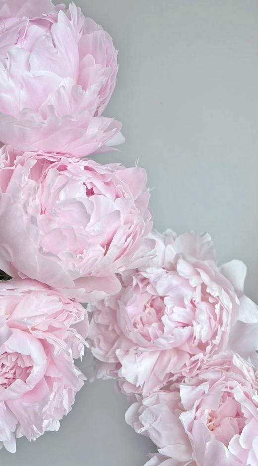 【预售！4.20起陆续发出】枕边语芍药【我可以每天在你身边醒来吗？】简小姐精超大花头 稀有少女粉 枕边语 2件包邮 顺丰空运 商品图1