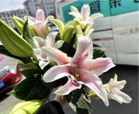 粉百合2支（拼团）