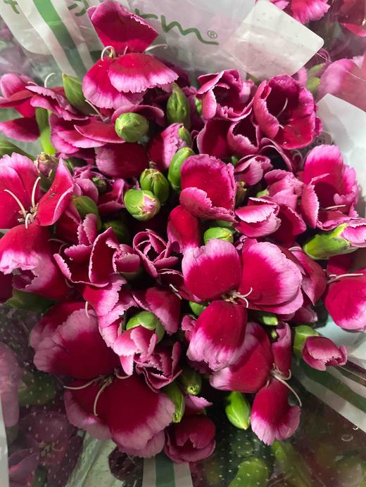 【山姆】波萝蜜，蝴蝶康，红底白边，18-20支/扎 商品图1