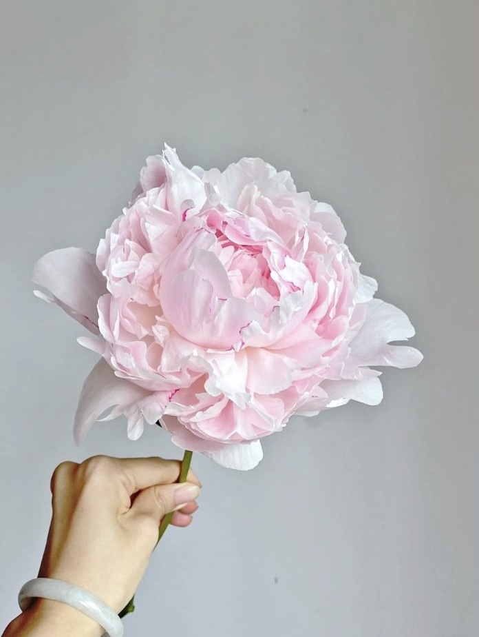 【预售！4.20起陆续发出】枕边语芍药【我可以每天在你身边醒来吗？】简小姐精超大花头 稀有少女粉 枕边语 2件包邮 顺丰空运