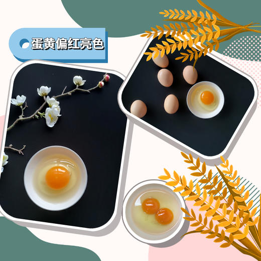 【加赠-产地直发 】真土鸡蛋——安徽大别山金寨散养土鸡蛋、金寨青脚麻鸡（小公鸡）、金寨青脚麻鸡（老母鸡），高山纯谷物真散养 无农残、无兽残、无沙门氏菌，达到可生食标准。 商品图6