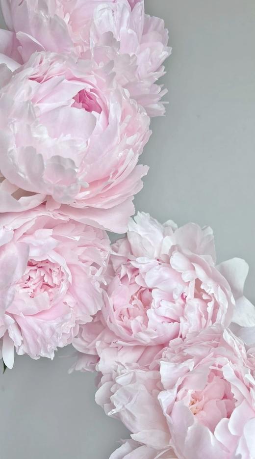 【预售！4.20起陆续发出】枕边语芍药【我可以每天在你身边醒来吗？】简小姐精超大花头 稀有少女粉 枕边语 2件包邮 顺丰空运 商品图2