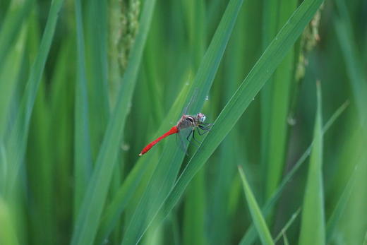 昆虫旅馆建造营 商品图1