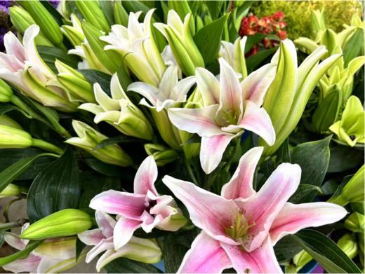 粉百合2支（拼团） 商品图3