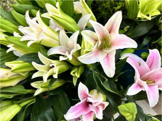 粉百合2支（拼团） 商品图1