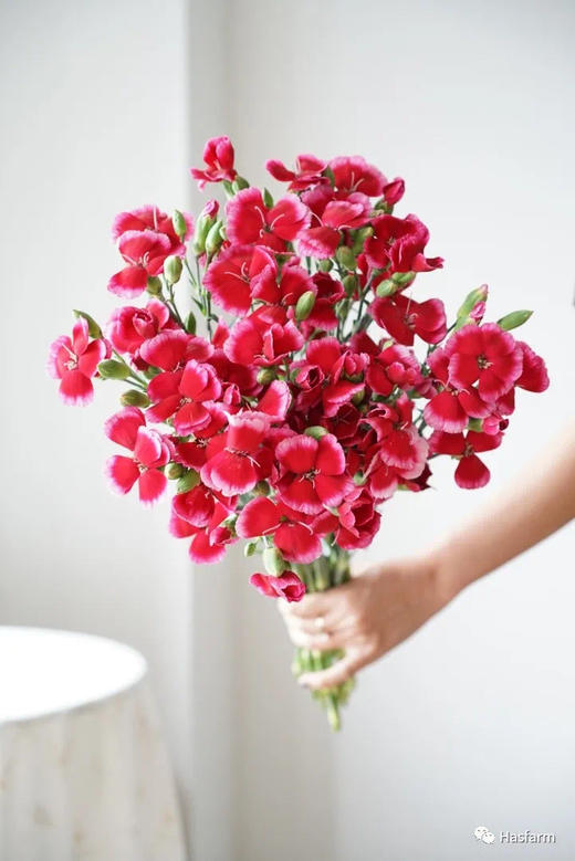 【山姆】波萝蜜，蝴蝶康，红底白边，18-20支/扎 商品图0