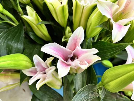 粉百合2支（拼团） 商品图2