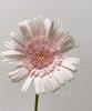 【迷你版】弗朗/非洲菊-华沙 约10枝/扎 商品缩略图7