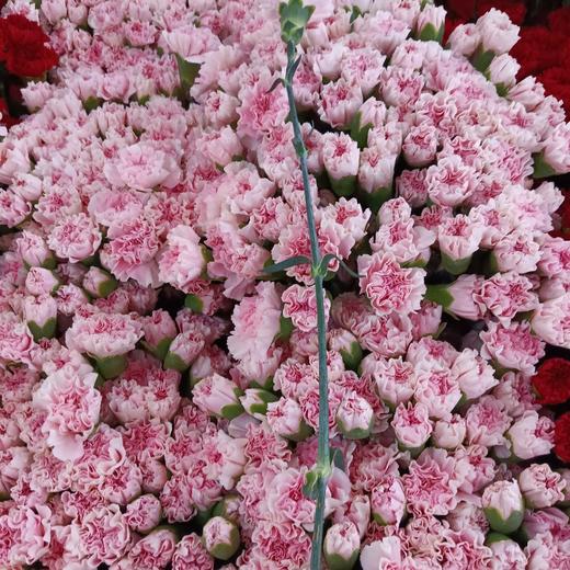 康乃馨 粉佳人AB 商品图0