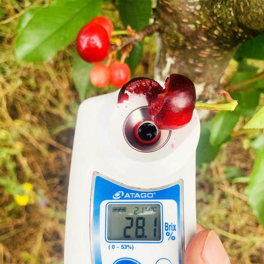 珍珠车厘子 约250g/份 商品图2