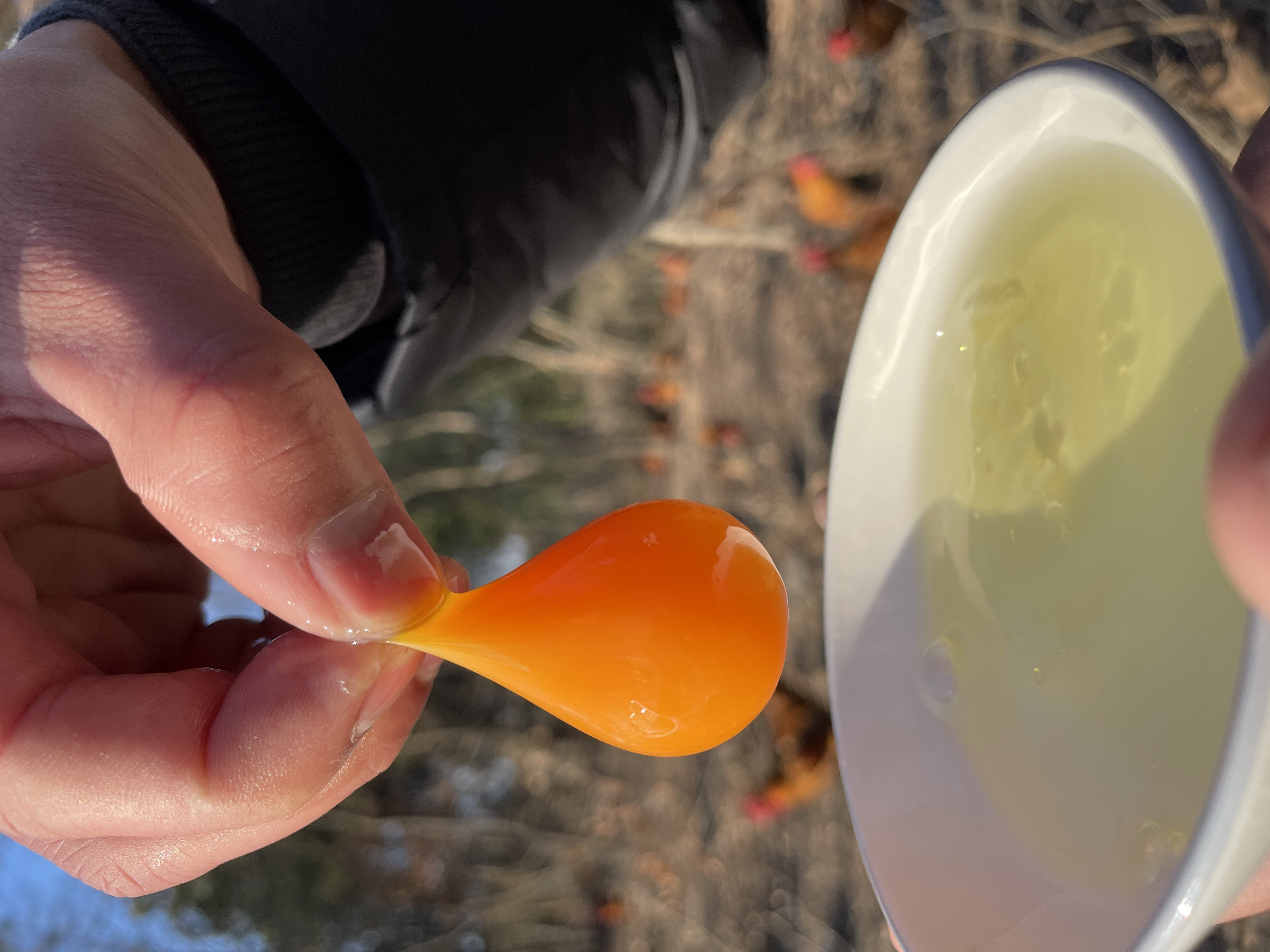 【加赠-产地直发 】真土鸡蛋——安徽大别山金寨散养土鸡蛋、金寨青脚麻鸡（小公鸡）、金寨青脚麻鸡（老母鸡），高山纯谷物真散养 无农残、无兽残、无沙门氏菌，达到可生食标准。