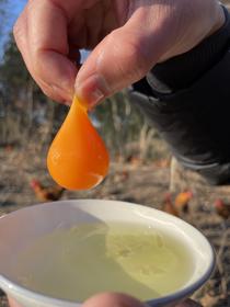 【加赠-产地直发 】真土鸡蛋——安徽大别山金寨散养土鸡蛋、金寨青脚麻鸡（小公鸡）、金寨青脚麻鸡（老母鸡），高山纯谷物真散养 无农残、无兽残、无沙门氏菌，达到可生食标准。