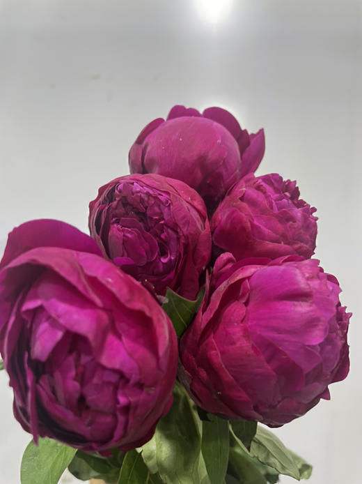 【红艳奔放】芍药-莎拉  红色 5枝/扎 商品图10