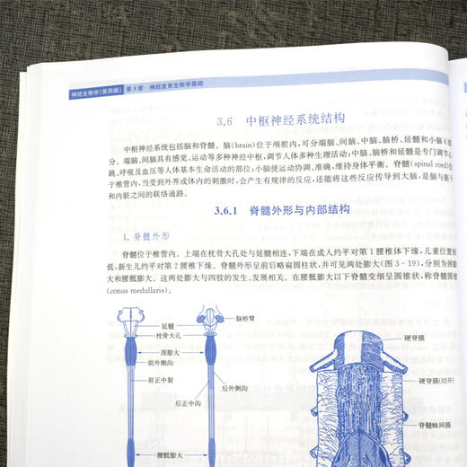 神经生物学 第4四版 丁斐 主编 神经元与神经胶质细胞 神经发育生物学基础 神经化学和神经药理学基础 科学出版社9787030708960 商品图3