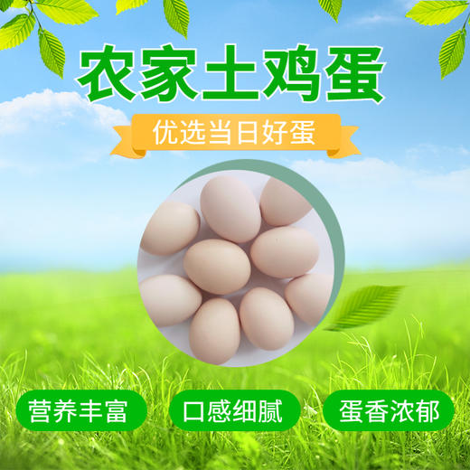 【加赠-产地直发 】真土鸡蛋——安徽大别山金寨散养土鸡蛋、金寨青脚麻鸡（小公鸡）、金寨青脚麻鸡（老母鸡），高山纯谷物真散养 无农残、无兽残、无沙门氏菌，达到可生食标准。 商品图1