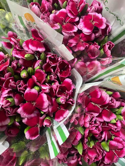 【山姆】波萝蜜，蝴蝶康，红底白边，18-20支/扎 商品图2