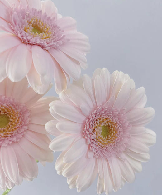 【迷你版】弗朗/非洲菊-华沙 约10枝/扎 商品图3