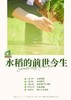 水稻系列营 商品缩略图0