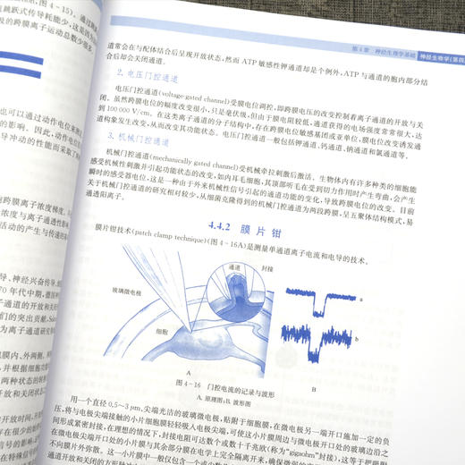 神经生物学 第4四版 丁斐 主编 神经元与神经胶质细胞 神经发育生物学基础 神经化学和神经药理学基础 科学出版社9787030708960 商品图4