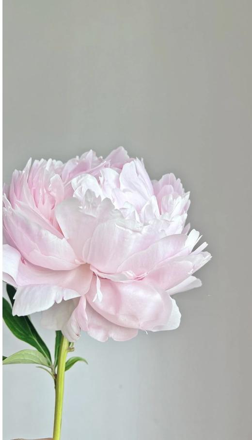 【预售！4.20起陆续发出】枕边语芍药【我可以每天在你身边醒来吗？】简小姐精超大花头 稀有少女粉 枕边语 2件包邮 顺丰空运 商品图10