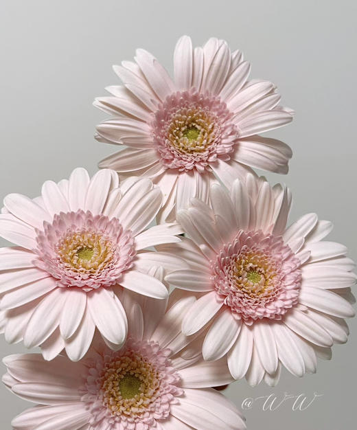 【迷你版】弗朗/非洲菊-华沙 约10枝/扎 商品图6