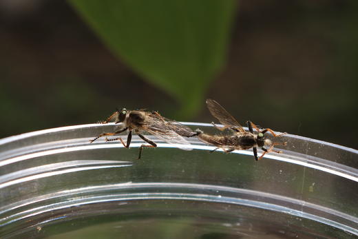 昆虫旅馆建造营 商品图8