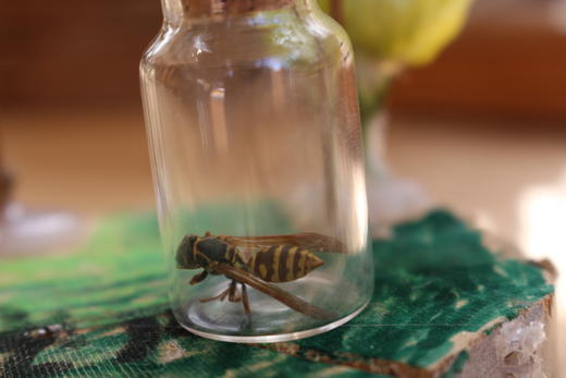 昆虫旅馆建造营 商品图7